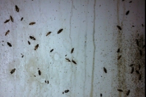 Cockroach Control Middlesex Call 0800 884 1018