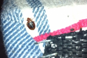 Bed Bug Removal Call 0800 884 1018