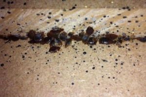 Bed Bug Removal Middlesex Call 0800 884 1018