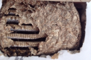 Wasp Nest Treatments In Hertfordshire £50 Call 0800 884 1018