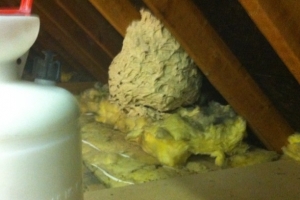 Wasp Nest Removal In Hertfordshire £50.00 Call 0800 884 1018