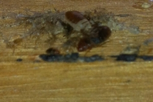 Bed Bug Removal Call 0800 884 1018