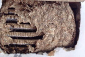 Wasp Nest Removal In Hertfordshire £50.00 Call 0800 884 1018