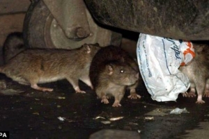 Rat Control In North London Call 0203 390 1018