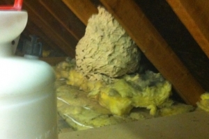 Wasp Nest Treatments In Hertfordshire £50 Call 0800 884 1018