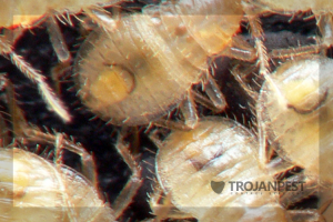 bedbug control toddington