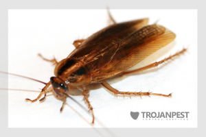 cockroach control toddington