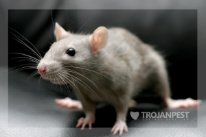 rat control toddington